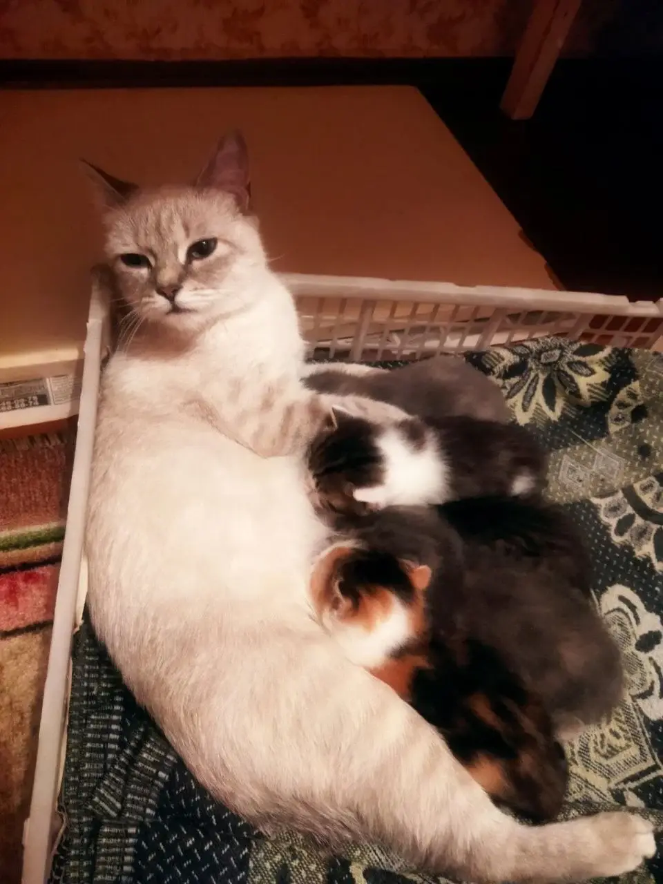 Кошка и котята.