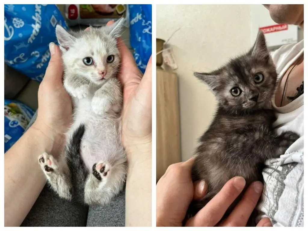 Котятки.