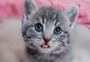 Котенок Рафик, кошка Катя и пес Перчик: кто ищет хозяина в Могилеве