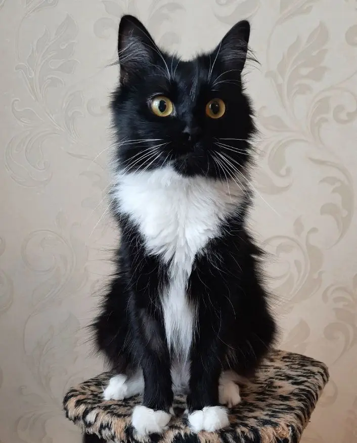 Кошка Катя.