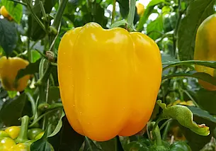 Как сохранить салатный перец свежим до зимы? Есть несколько простых хитростей