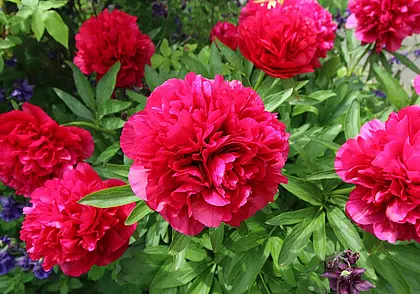 Готовим пионы к зимовке