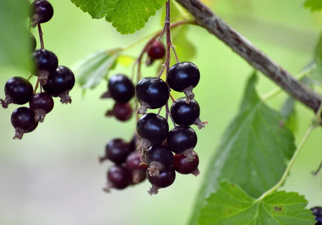 С какими кустарниками всегда будете с ягодами? Подсказываем