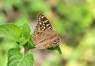 Дожди с грозами и до +28°С: какой будет погода в Могилеве в понедельник, 28 июля