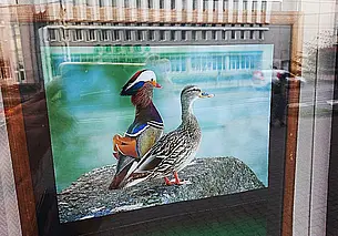 Пернатая братва – на Первомайской