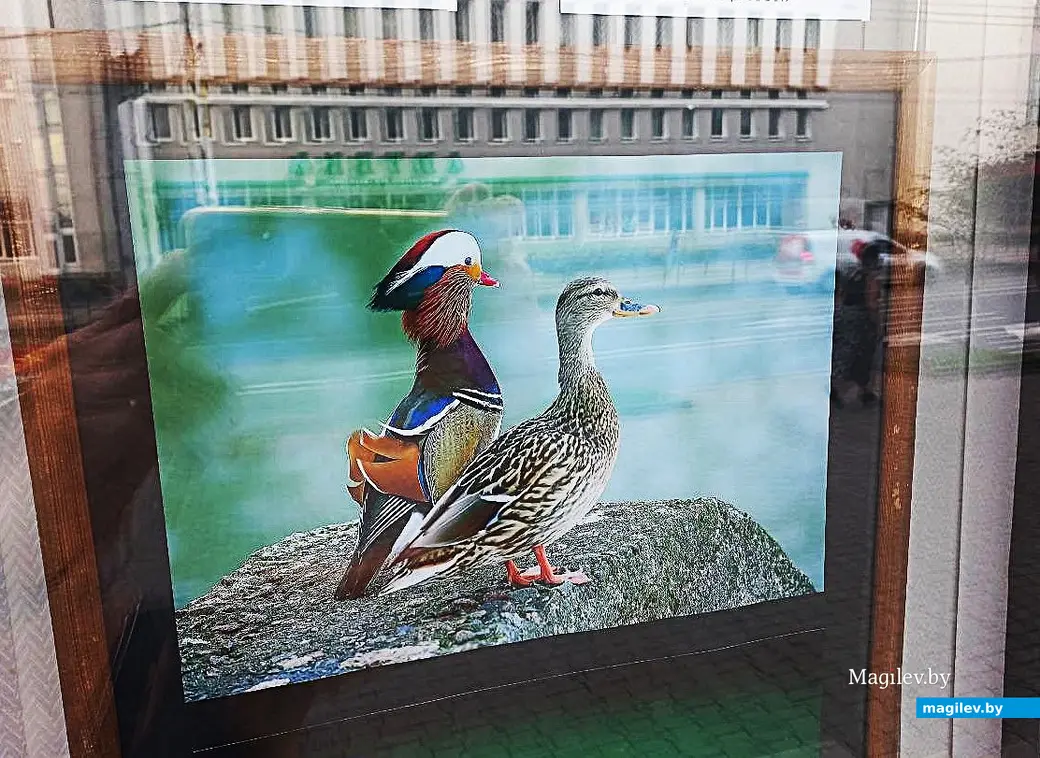 28.07.2025, Могилев. библиотека им. Карла Маркса. Фотовыставка Сергея Пидронова «Птичья перекличка».