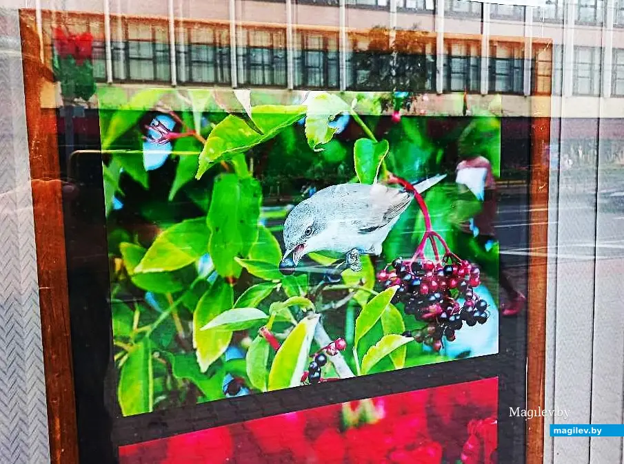 28.07.2025, Могилев. библиотека им. Карла Маркса. Фотовыставка Сергея Пидронова «Птичья перекличка».