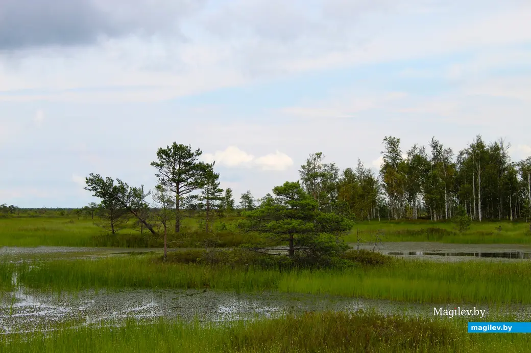 26 июля 2025 года. Витебская область. Болото Ельня.