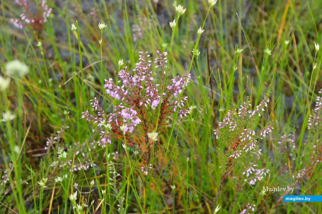 26 июля 2025 года. Витебская область. Болото Ельня. Вереск.