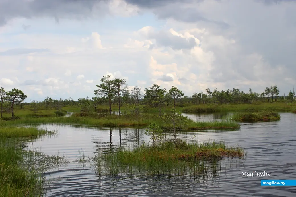 26 июля 2025 года. Витебская область. Болото Ельня.