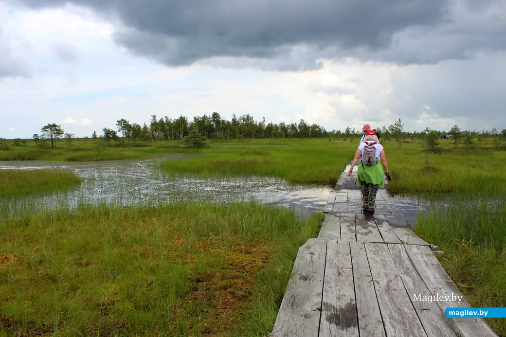 26 июля 2025 года. Витебская область. Болото Ельня.