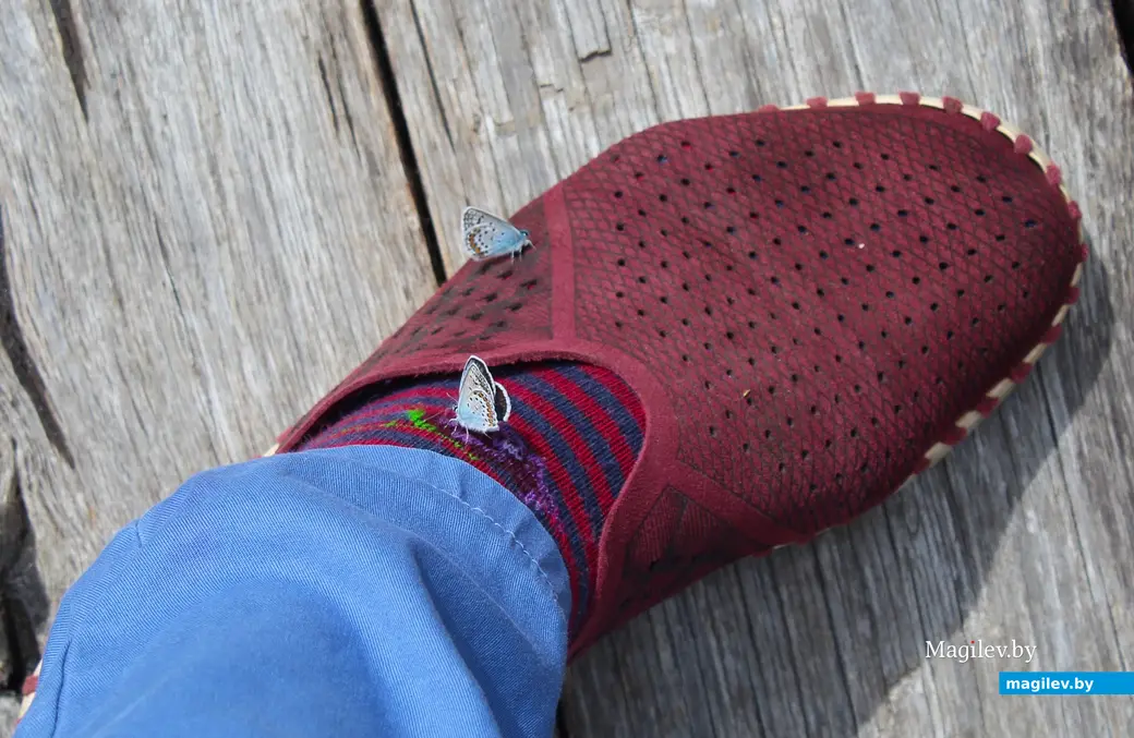 26 июля 2025 года. Витебская область. Болото Ельня.