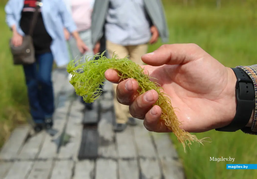 26 июля 2025 года. Витебская область. Болото Ельня. Мох.