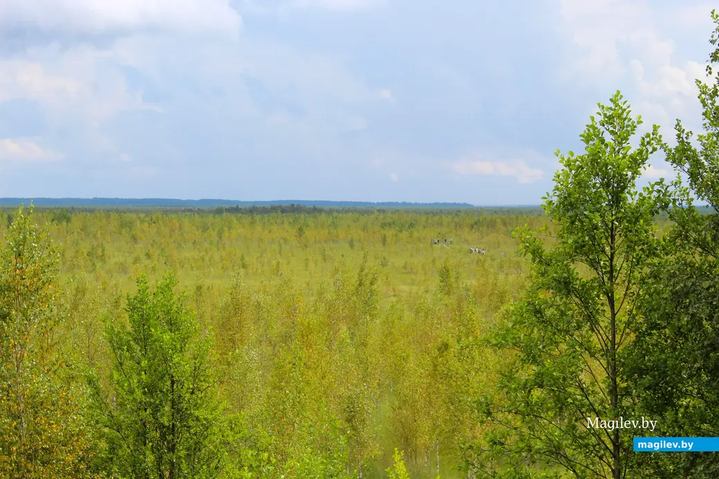 26 июля 2025 года. Витебская область. Болото Ельня с высоты птичьего полета.