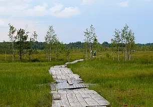 Путешествие одного дня: на болото Ельни – самое большое верховое болото в Беларуси