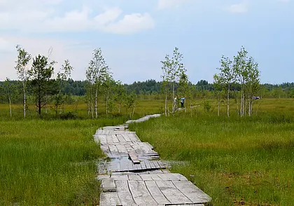 Путешествие одного дня: на болото Ельни – самое большое верховое болото в Беларуси