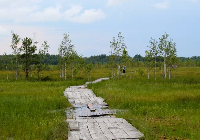 Путешествие одного дня: на болото Ельни – самое большое верховое болото в Беларуси