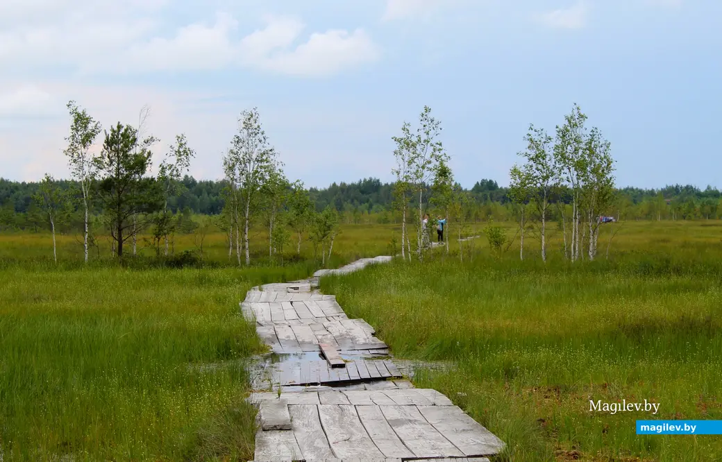 26 июля 2025 года. Витебская область. Болото Ельня.