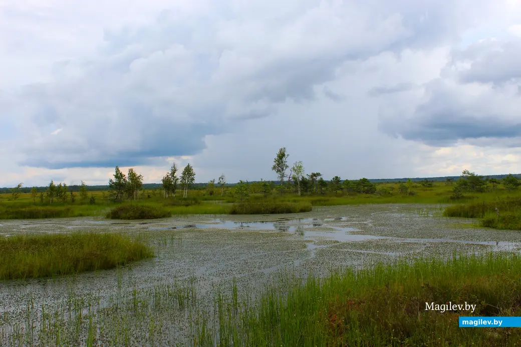 26 июля 2025 года. Витебская область. Болото Ельня.