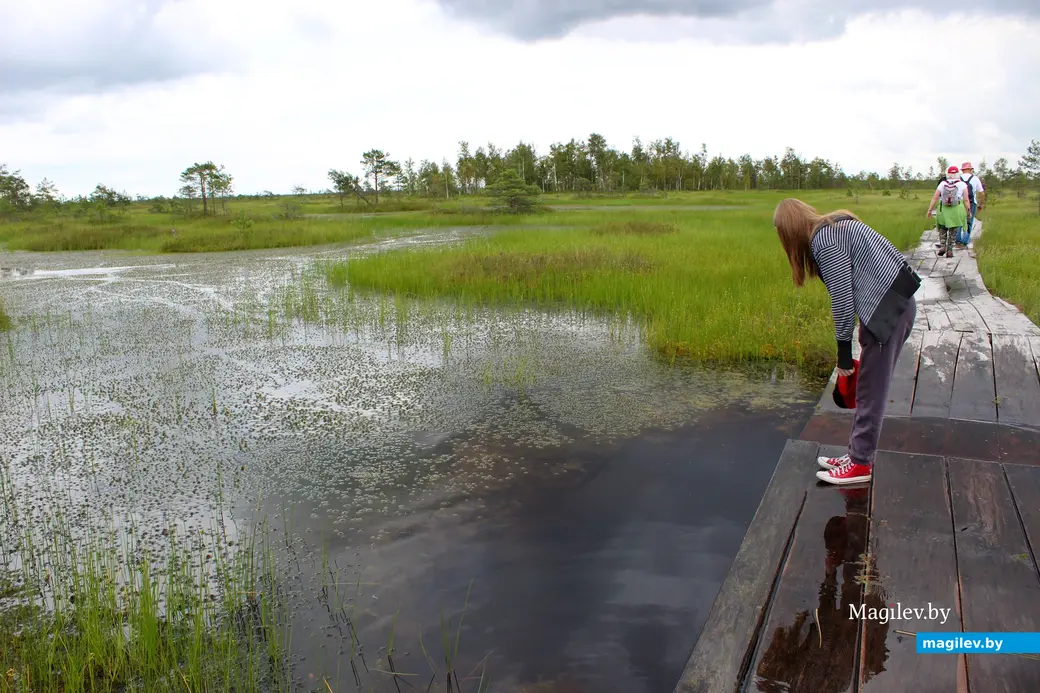 26 июля 2025 года. Витебская область. Болото Ельня.