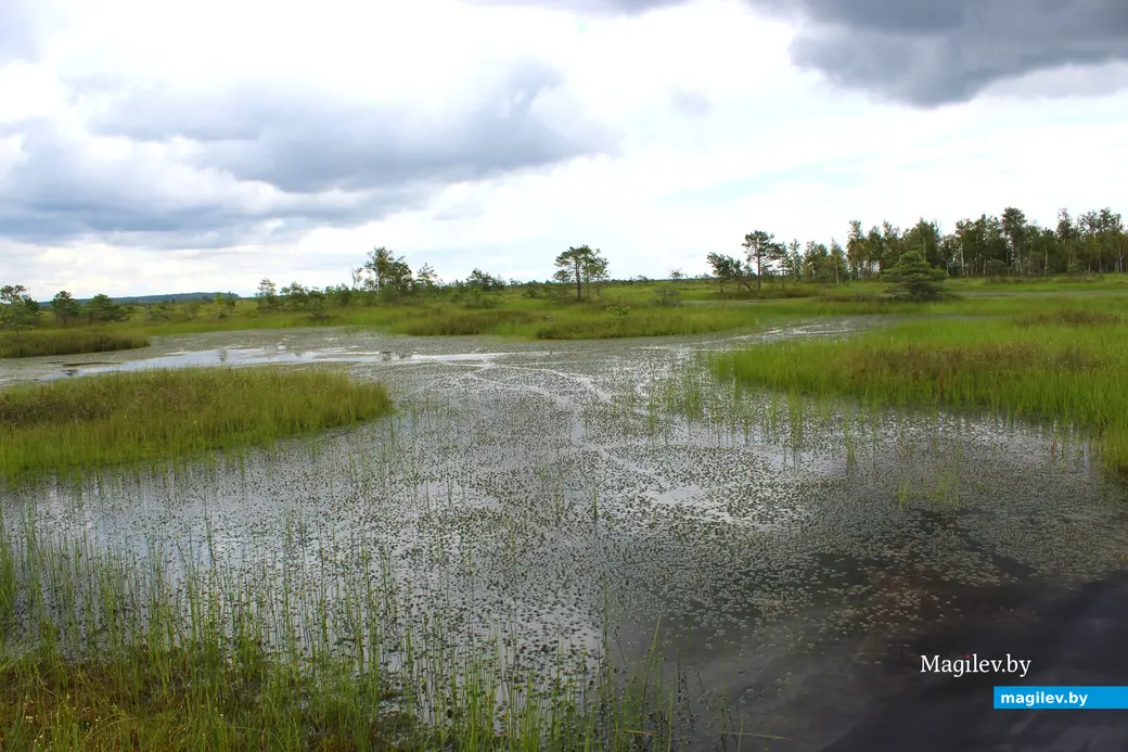 26 июля 2025 года. Витебская область. Болото Ельня.