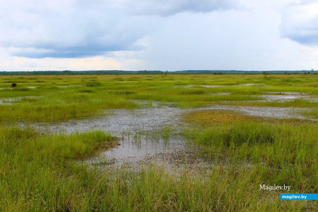 26 июля 2025 года. Витебская область. Болото Ельня.