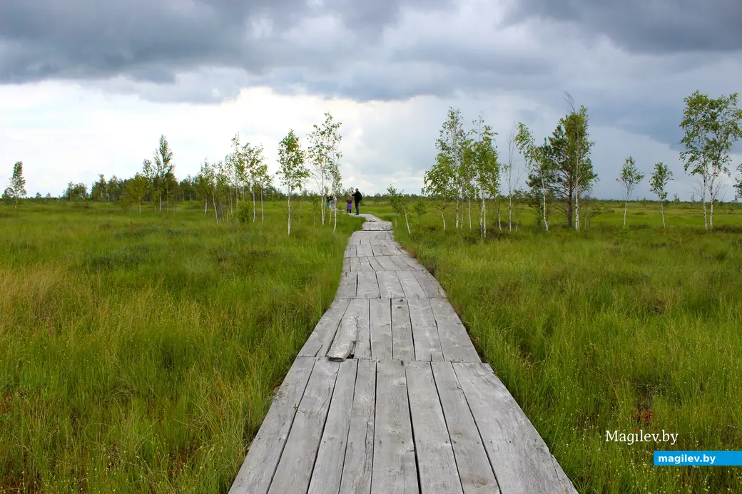 26 июля 2025 года. Витебская область. Болото Ельня.