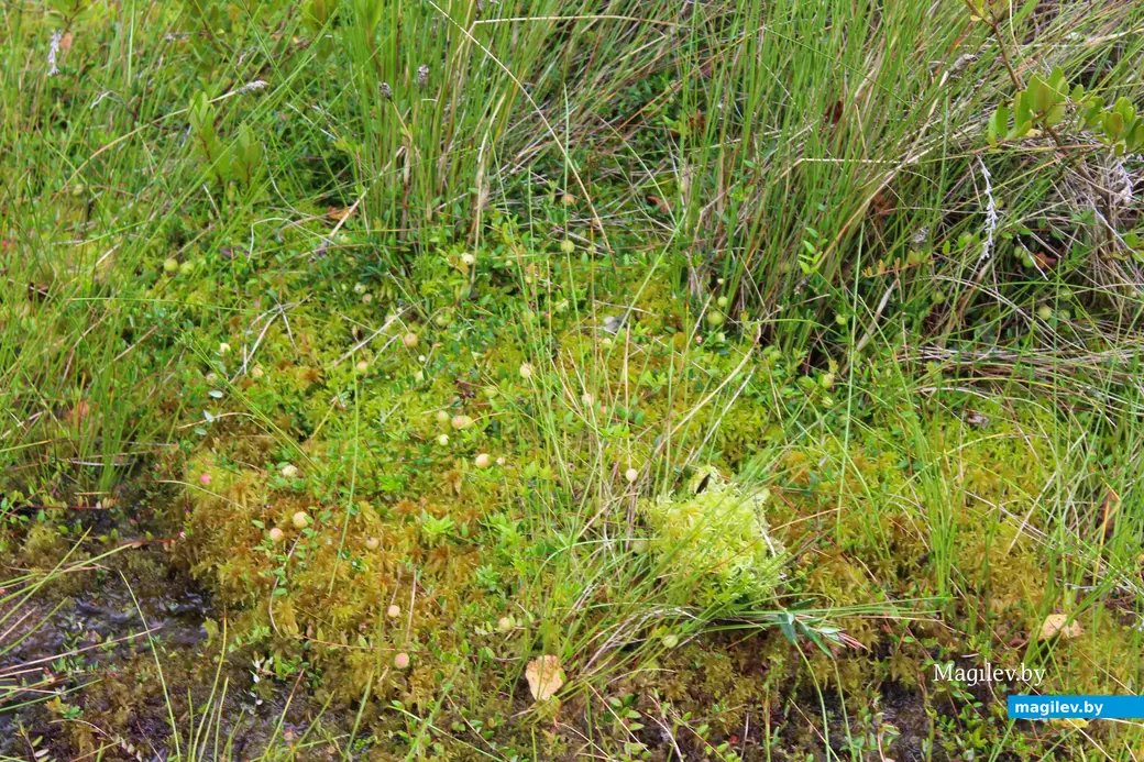 26 июля 2025 года. Витебская область. Болото Ельня. Клюква.