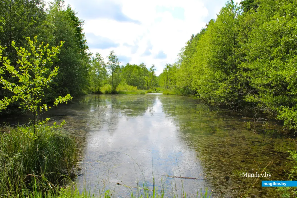 26 июля 2025 года. Витебская область. Болото Ельня.