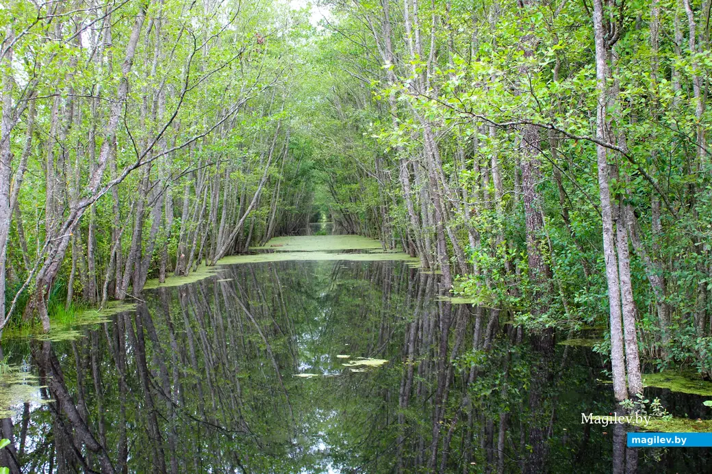 26 июля 2025 года. Витебская область. Болото Ельня. Канал.