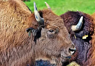 На территории Чериковского лесхоза появится популяция зубров