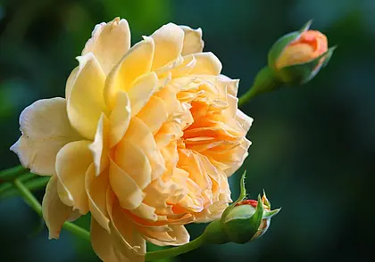 Хотите пышного цветения в палисаднике? Подкормите цветы касторкой