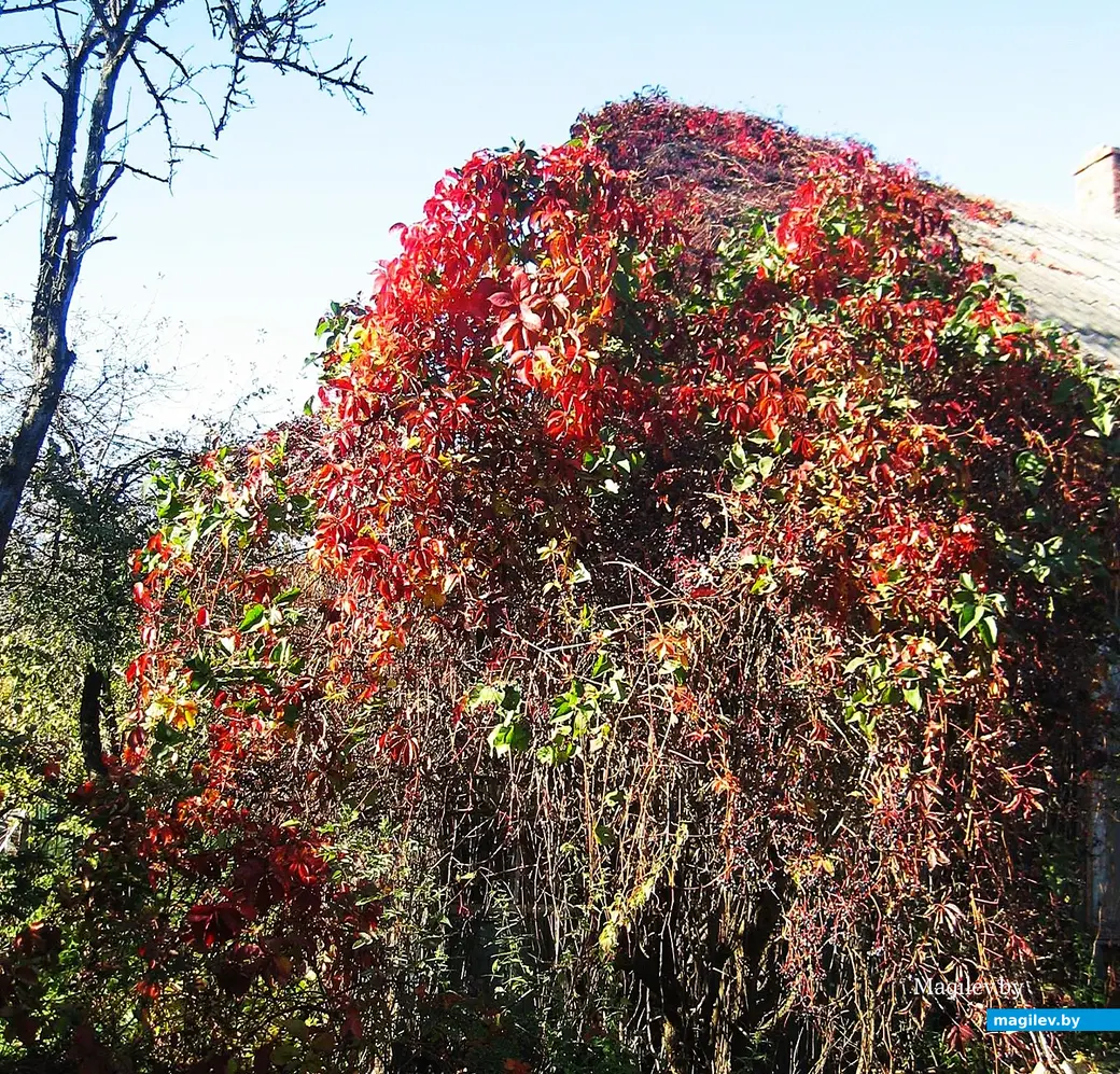 2015 год, Могилев, район улицы 1-й Железнодорожной.