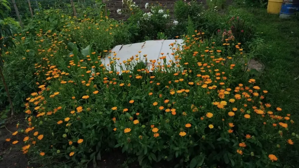 Бабушкин огород.