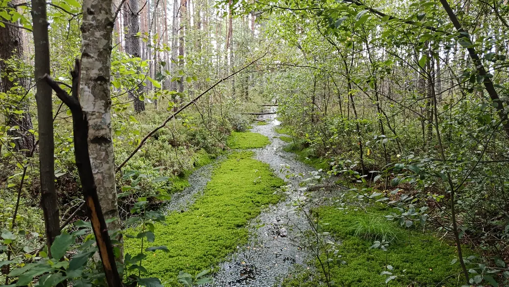 26 июля 2025 года. Естественные канавки у озеро возле деревни Клещевка Глусского района.