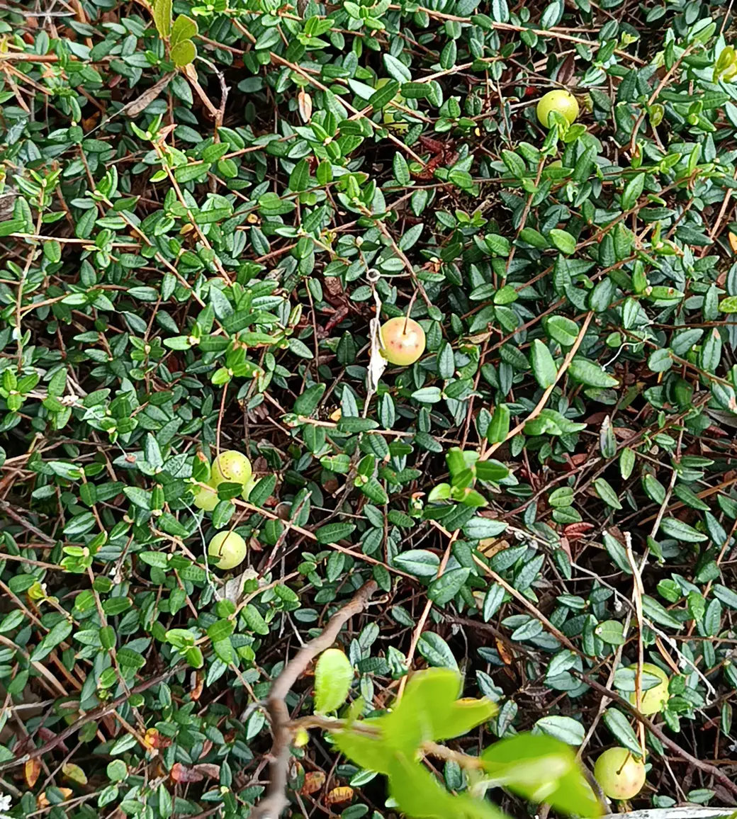 26 июля 2025 года. Клюква у безымянного озера возле деревни Клещевка Глусского района.