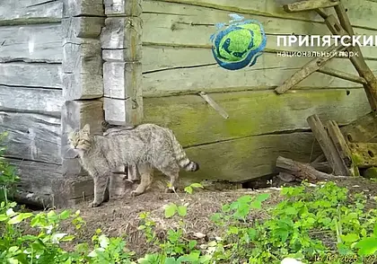 Европейский лесной кот вернулся в Беларусь через 100 лет (видео)