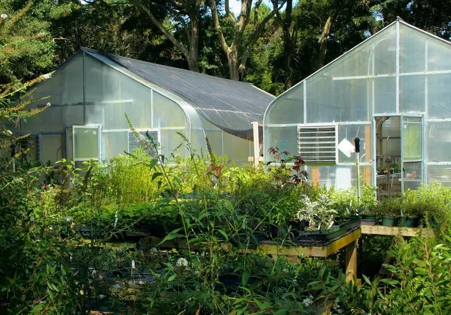 Закрывать ли теплицу с томатами на ночь?