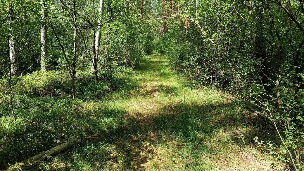 26 июля 2025 года. Эта, поросшая травой дорога, когда-то была узкоколейкой.