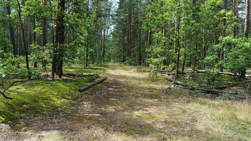 26 июля 2025 года. Лесные дороги: «второй шлях».