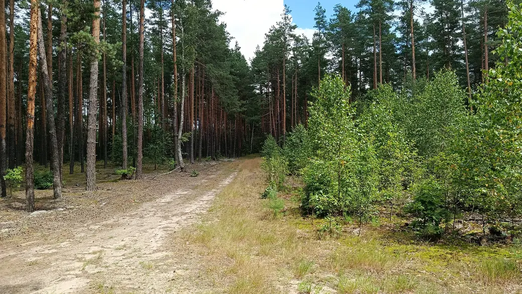 26 июля 2025 года. Лесные дороги: «первый шлях», ведущий аж в Бобруйский район.