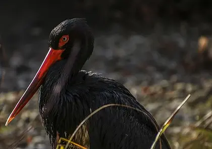 Птицей года-2026 в Беларуси выбран черный аист