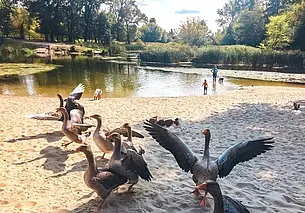 Церкариоз: как избежать «болезни купальщиков» во время активного отдыха на воде