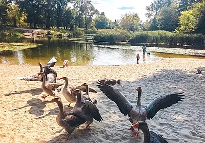 Церкариоз: как избежать «болезни купальщиков» во время активного отдыха на воде