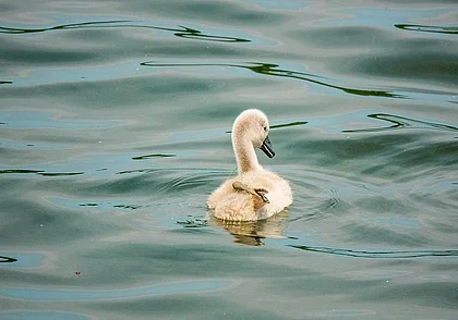 Безветренно и до 29 градусов тепла: какой будет погода в Могилеве в понедельник, 4 августа