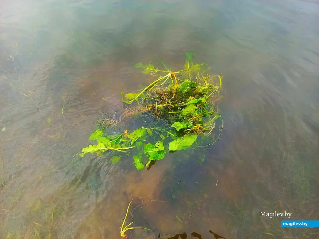 02.08.2025, Могилев, Днепр: лекарство от меланхолии. Проверено на себе.
