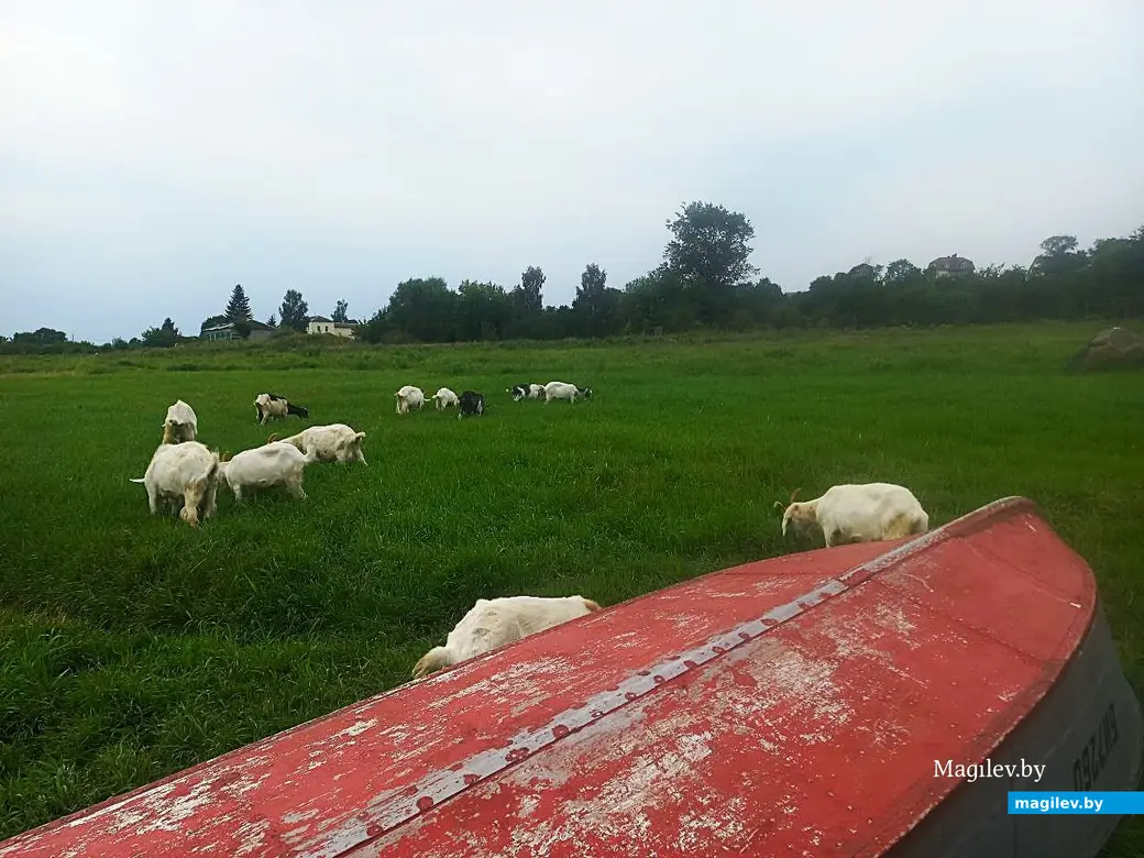 02.08.2025, Могилев, Днепр: лекарство от меланхолии. Проверено на себе.