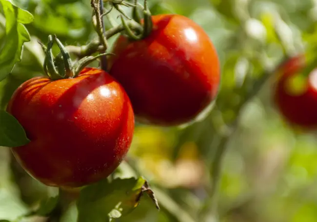 Как ускорить созревание томатов без «химии»: работающие способы