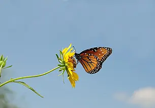 Небольшие дожди и до +26°С: какой будет погода в Могилеве во вторник, 5 августа