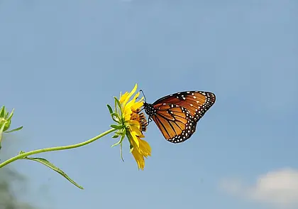 Небольшие дожди и до +26°С: какой будет погода в Могилеве во вторник, 5 августа